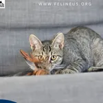 Kot do adopcji
