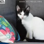 Kot do adopcji
