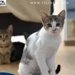 Kot do adopcji
