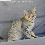 Kot do adopcji