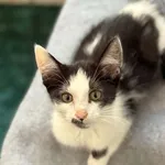 Kot do adopcji