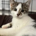 Kot do adopcji