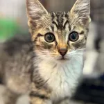 Kot do adopcji