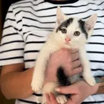 Kot do adopcji