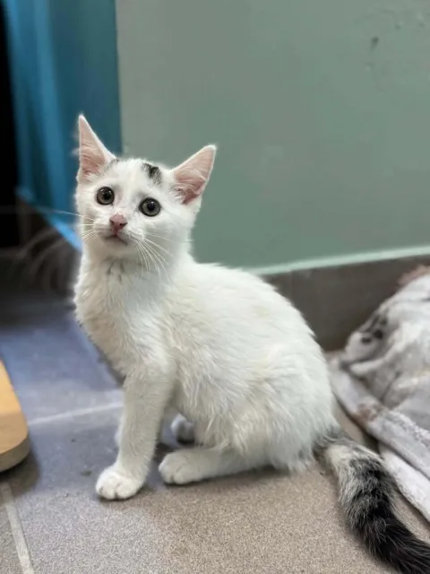 Kot do adopcji, Piła, 18 lipca 2026 (1/3)