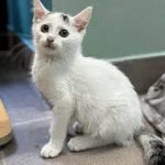 Kot do adopcji
