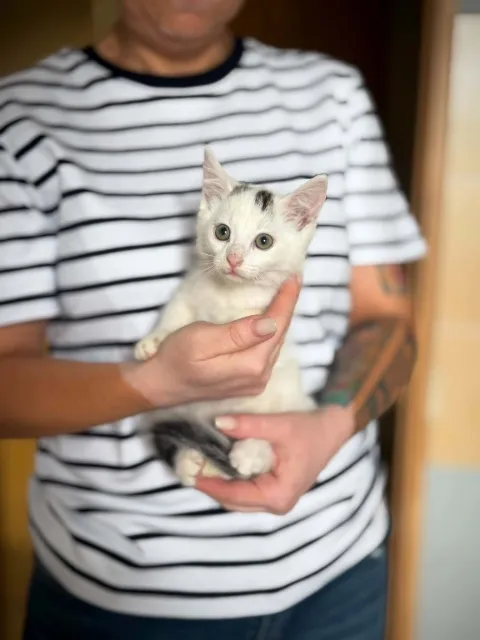 Kot do adopcji, Piła, 18 lipca 2026 (2/3)