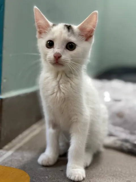 Kot do adopcji, Piła, 18 lipca 2026 (3/3)