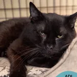 Kot do adopcji
