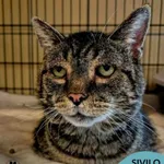 Kot do adopcji