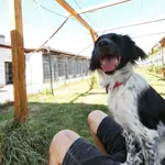 Pies do adopcji