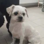 Znaleziono psa