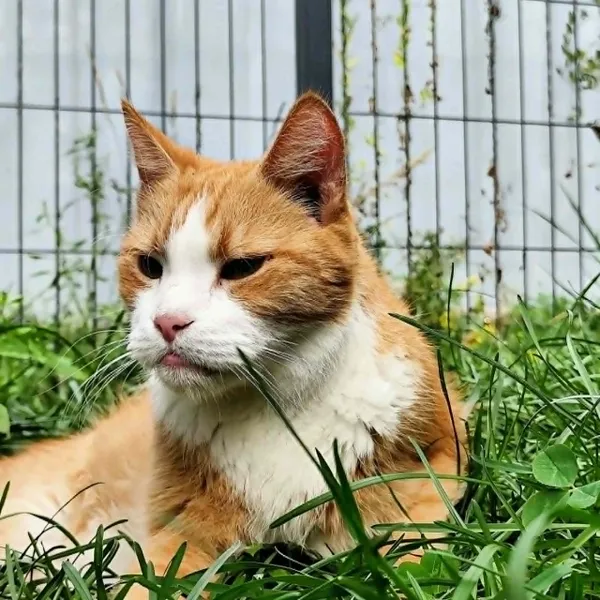 Kot do adopcji, Piła, 18 czerwca 2026 (1/5)