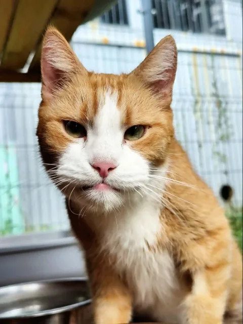 Kot do adopcji, Piła, 18 czerwca 2026 (2/5)