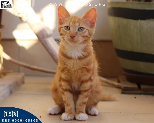 Kot do adopcji, Rzeszów, 17 sierpnia 2026 (1/6)