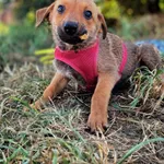 Pies do adopcji