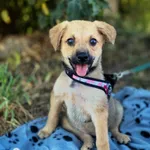 Pies do adopcji