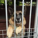 Pies do adopcji