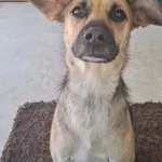 Pies do adopcji