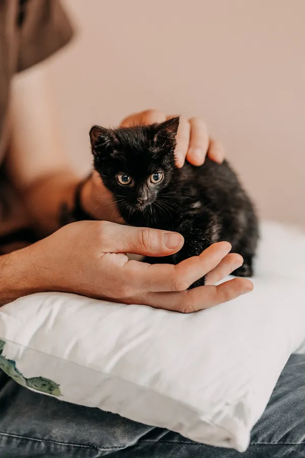 Kot do adopcji, Czartki, 17 sierpnia 2026 (3/4)