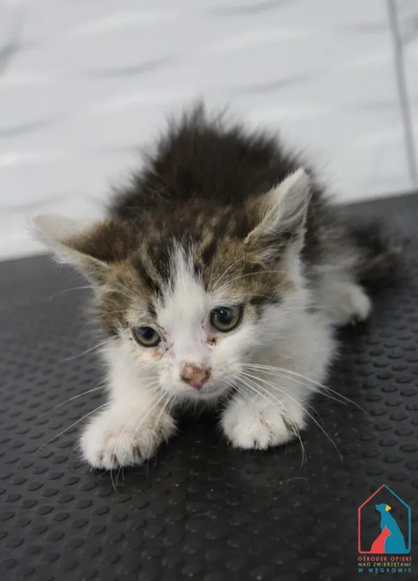 Kot do adopcji, Grudziądz, 21 lipca 2026