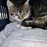 Kot do adopcji