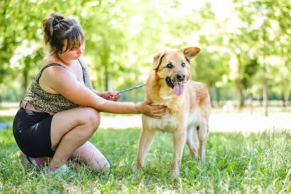 Pies do adopcji, Radom, 18 sierpnia 2026 (2/5)