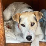 Pies do adopcji