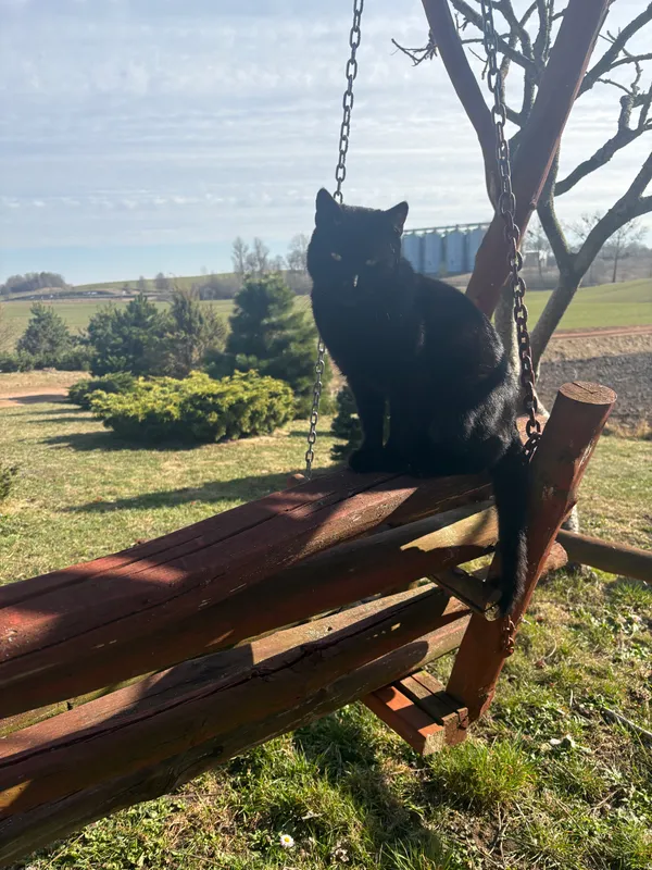 Zaginął kot, Upałty, 19 sierpnia 2026 (1/2)
