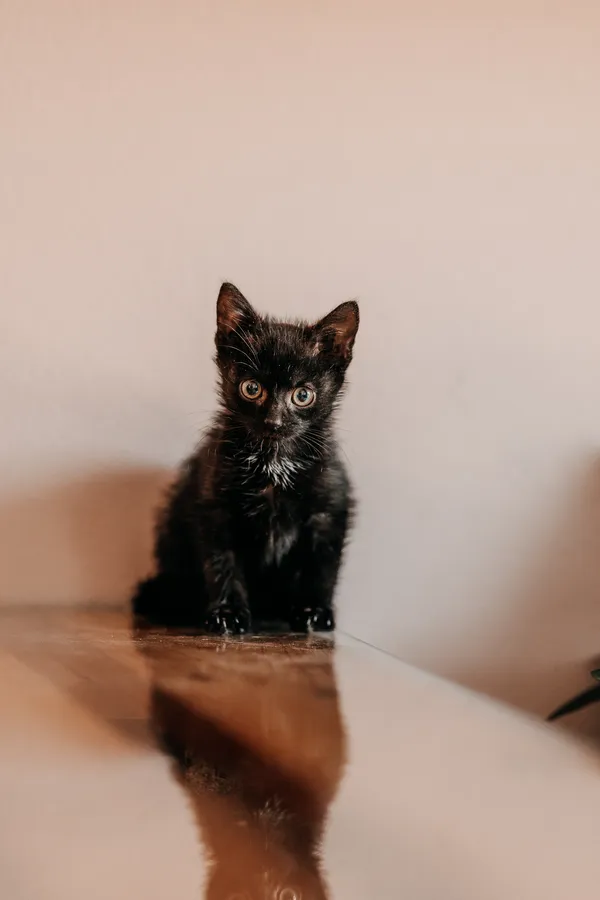 Kot do adopcji, Czartki, 19 sierpnia 2026 (3/5)