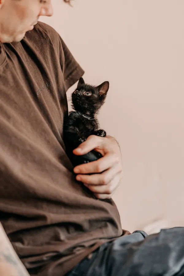Kot do adopcji, Czartki, 19 sierpnia 2026 (5/5)