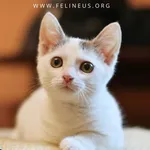 Kot do adopcji
