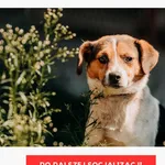 Pies do adopcji