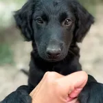Pies do adopcji
