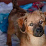 Pies do adopcji