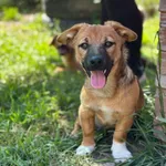 Pies do adopcji