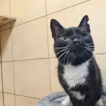 Kot do adopcji