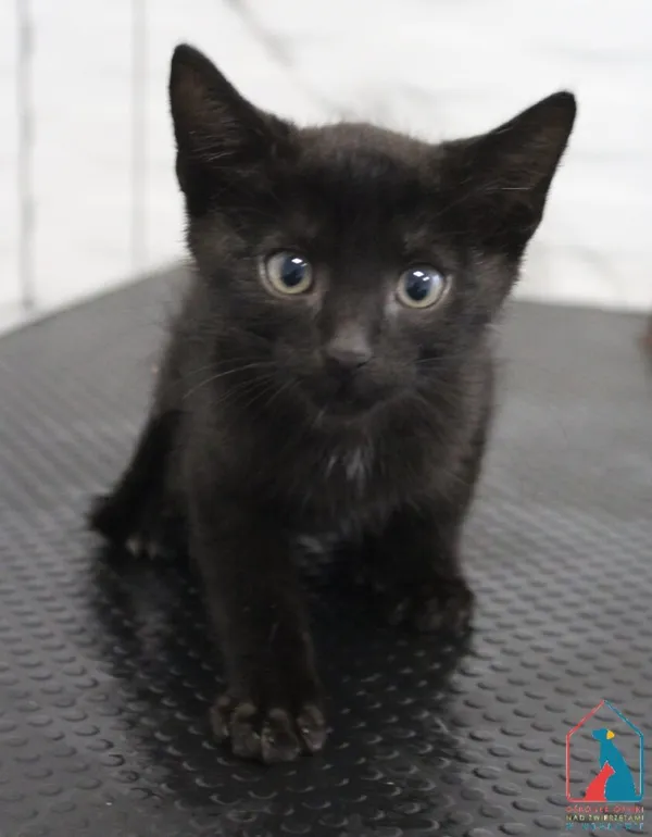 Kot do adopcji, Grudziądz, 17 lipca 2026