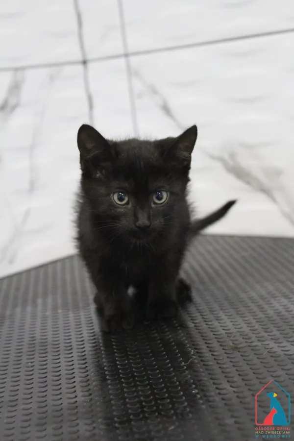 Kot do adopcji, Grudziądz, 17 lipca 2026