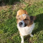 Pies do adopcji