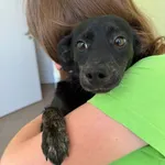 Pies do adopcji