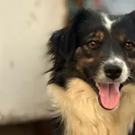 Pies do adopcji