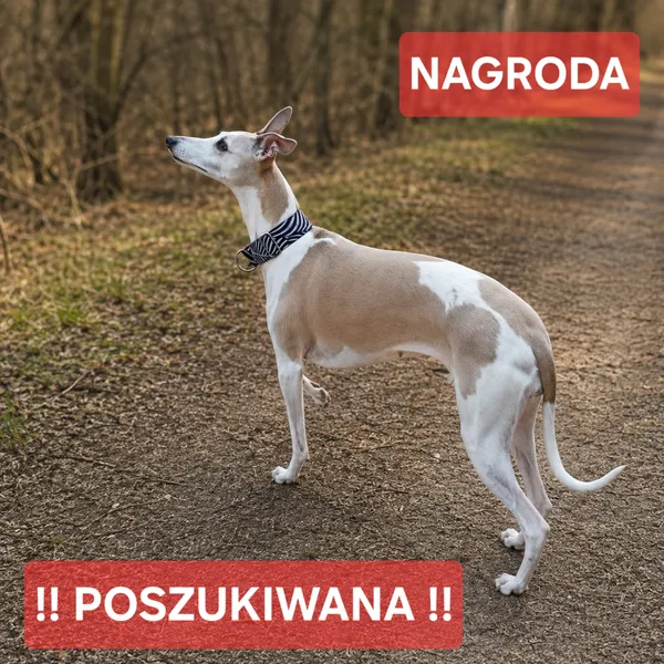 Zaginął pies, Nowa Wieś, 21 sierpnia 2026 (2/2)