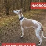 Zaginął pies