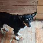 Pies do adopcji