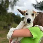 Pies do adopcji