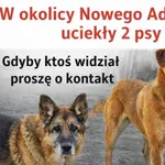 Zaginął pies