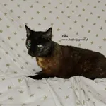 Kot do adopcji