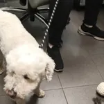 Znaleziono psa