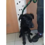 Znaleziono psa